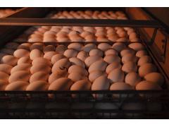 Фото 1 Яйца гусиные инкубационные, г.Лаишево 2022